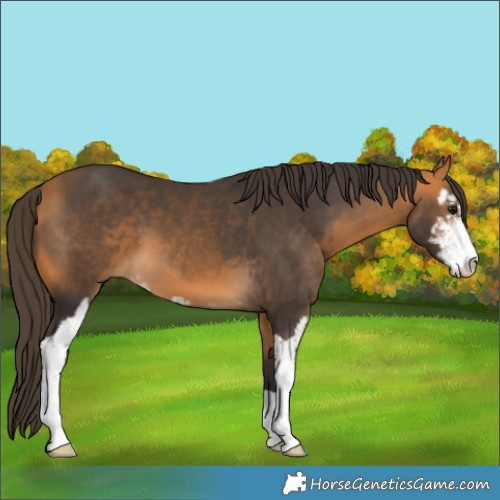 Horse Color:Buckskin Sabino