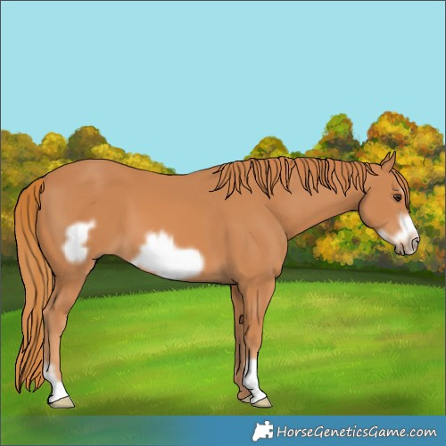Horse Color:Chestnut Frame 