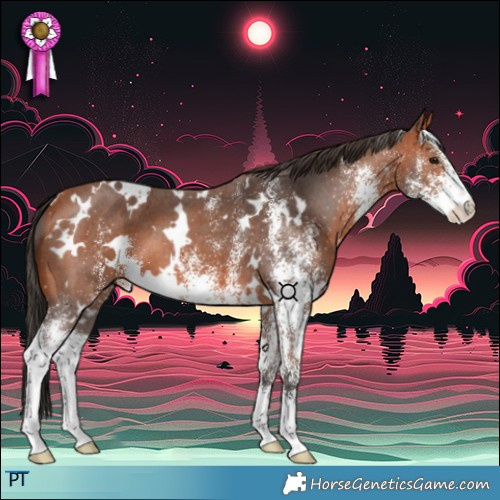 Horse Color:White Spotted Bay 