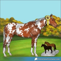 Horse Color:White Spotted Silver Bay 