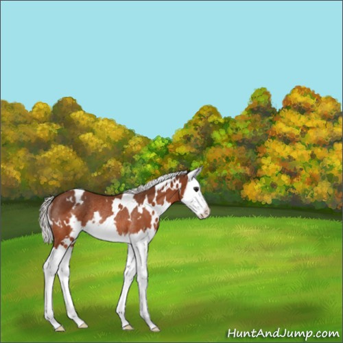 Horse Color:White Spotted Silver Bay Splash Rabicano 