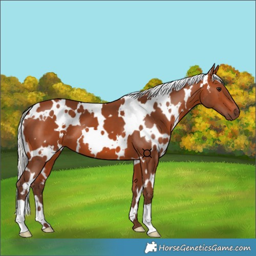 Horse Color:White Spotted Silver Bay