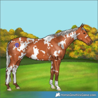 Horse Color:White Spotted Silver Bay 