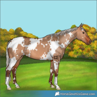Horse Color:White Spotted Silver Bay Dun