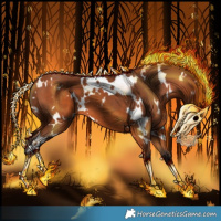 Horse Color:White Spotted Bay 