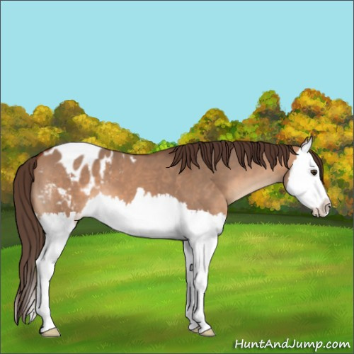 Horse Color:Bay Dun Splash Appaloosa
