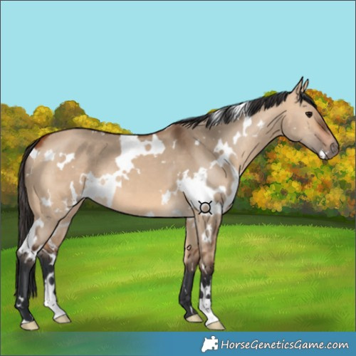 Horse Color:White Spotted Bay Dun