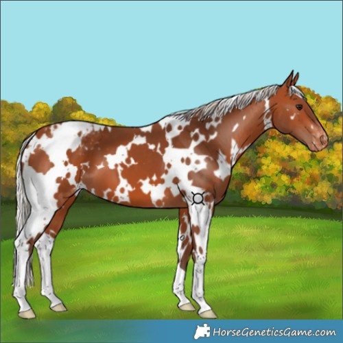 Horse Color:White Spotted Silver Bay Appaloosa