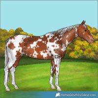 Horse Color:White Spotted Silver Bay Appaloosa 