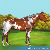 Horse Color:White Spotted Silver Bay 