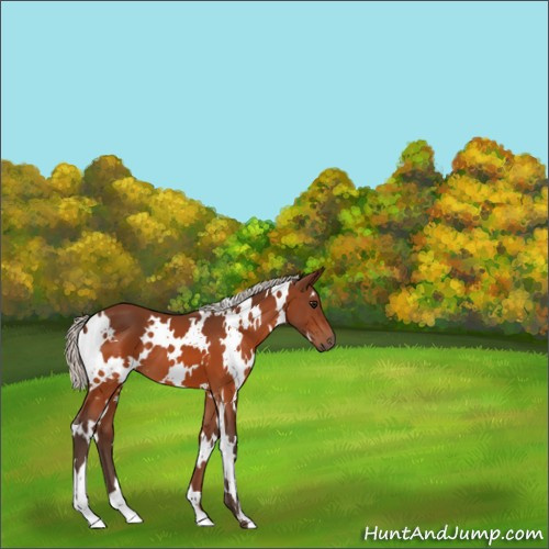 Horse Color:White Spotted Silver Bay 