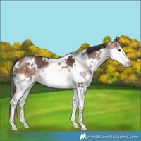 Horse Color:White Spotted Bay Splash Rabicano 