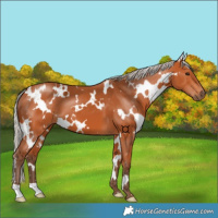 Horse Color:White Spotted Silver Bay 