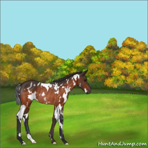 Horse Color:White Spotted Bay Rabicano 