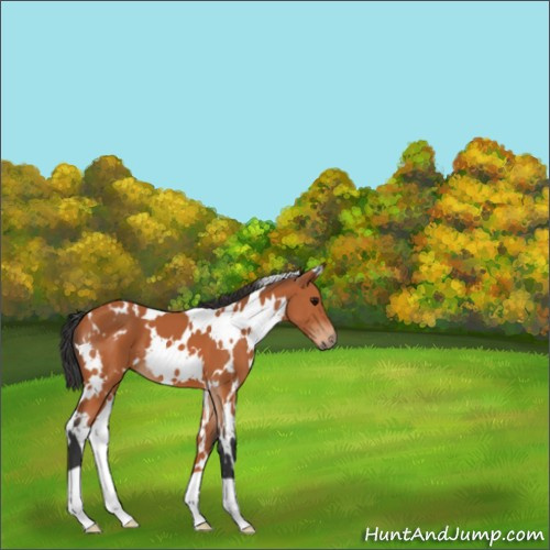 Horse Color:White Spotted Bay 