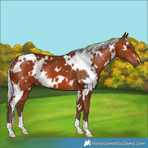 Horse Color:White Spotted Silver Bay 