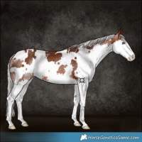 Horse Color:White Spotted Silver Brown Splash Rabicano