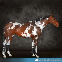 Horse Color:White Spotted Bay 