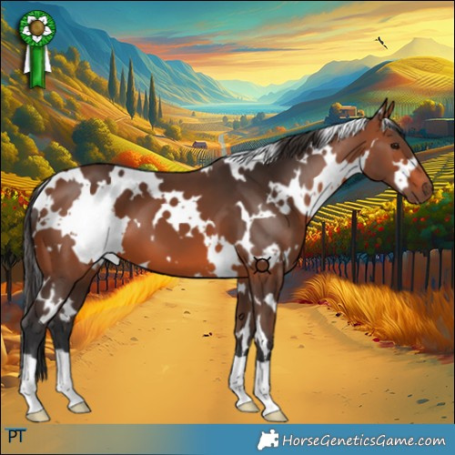 Horse Color:White Spotted Bay 