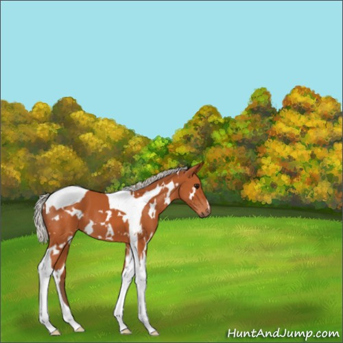 Horse Color:White Spotted Silver Bay Tobiano 