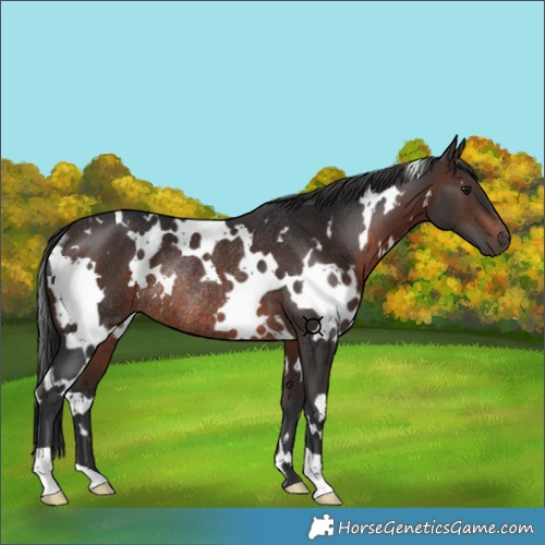 Horse Color:White Spotted Brown Rabicano