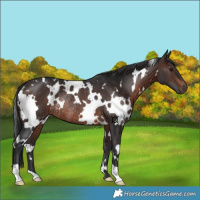 Horse Color:White Spotted Brown Rabicano 