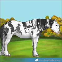 Horse Color:White Spotted Liver Chestnut Sabino Splash Snowflake Varnish Rabicano 