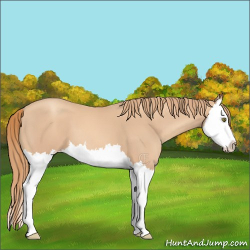 Horse Color:Gold Champagne Splash 