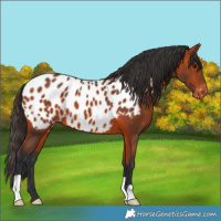 Horse Color:Bay Appaloosa 