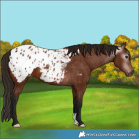 Horse Color:Gray Bay Appaloosa 
