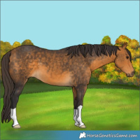Horse Color:Buckskin 