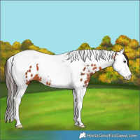Horse Color:Bay Splash Tobiano Near Leopard 