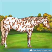 Horse Color:Chestnut Near Leopard 