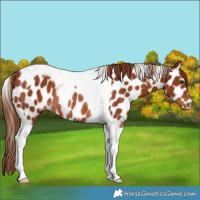 Horse Color:Chestnut Tobiano Leopard Rabicano 