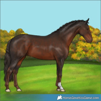 Horse Color:Liver Chestnut 