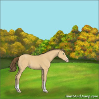Horse Color:White Spotted Amber Cream Champagne 
