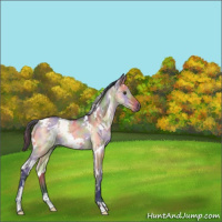 Horse Color:Nacre White Spotted Brown Dun Rabicano 