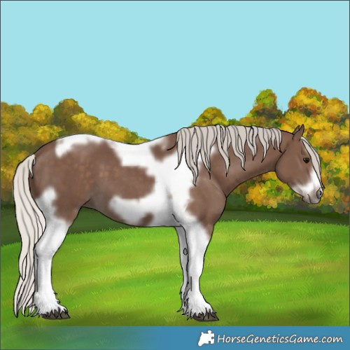 Horse Color:Silver Black Splash Tobiano Frame