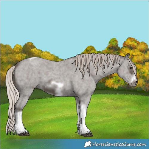 Horse Color:Silver Black Sabino Tobiano Frame 