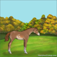 Horse Color:Chestnut Sabino 