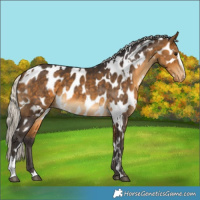 Horse Color:White Spotted Silver Buckskin Sabino Near Leopard 
