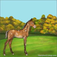 Horse Color:Gray White Spotted Silver Sable Cream Champagne Rabicano