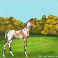 Horse Color:Gray White Spotted Silver Buckskin Dun Appaloosa Brindle 