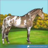 Horse Color:White Spotted Silver Smoky Grullo Blanket Brindle