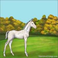 Horse Color:White Spotted Silver Smoky Creme Rabicano