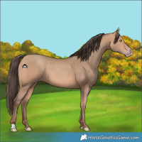 Horse Color:Amber Champagne 