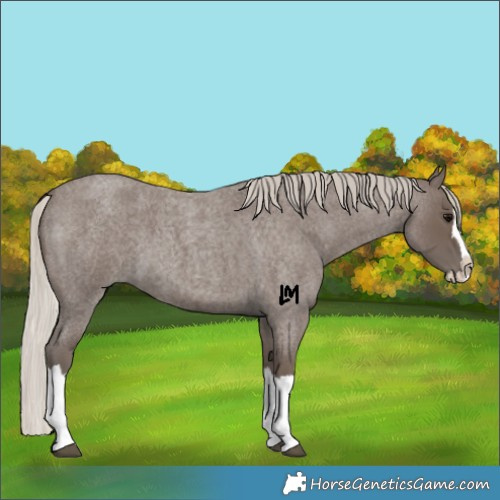 Horse Color:Silver Blue Roan Splash