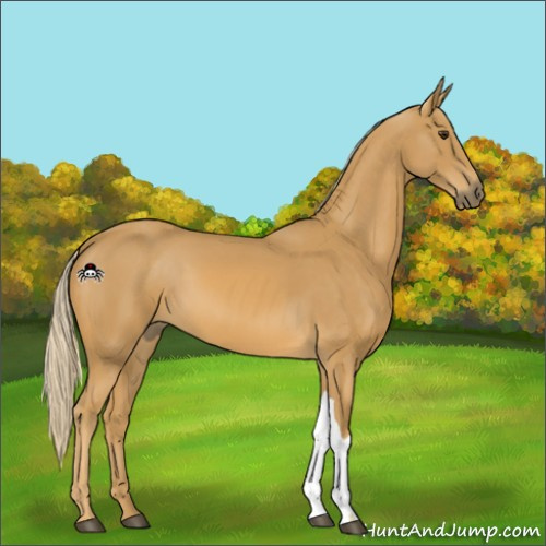 Horse Color:Palomino