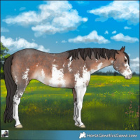 Horse Color:Brown Sabino