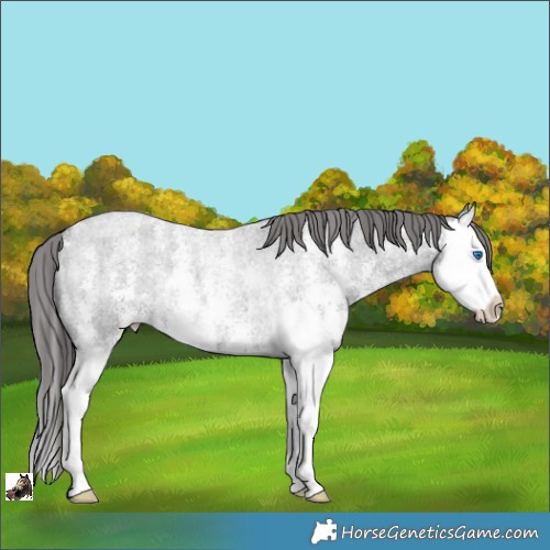 Horse Color:Blue Roan Sabino Splash Appaloosa Rabicano 
